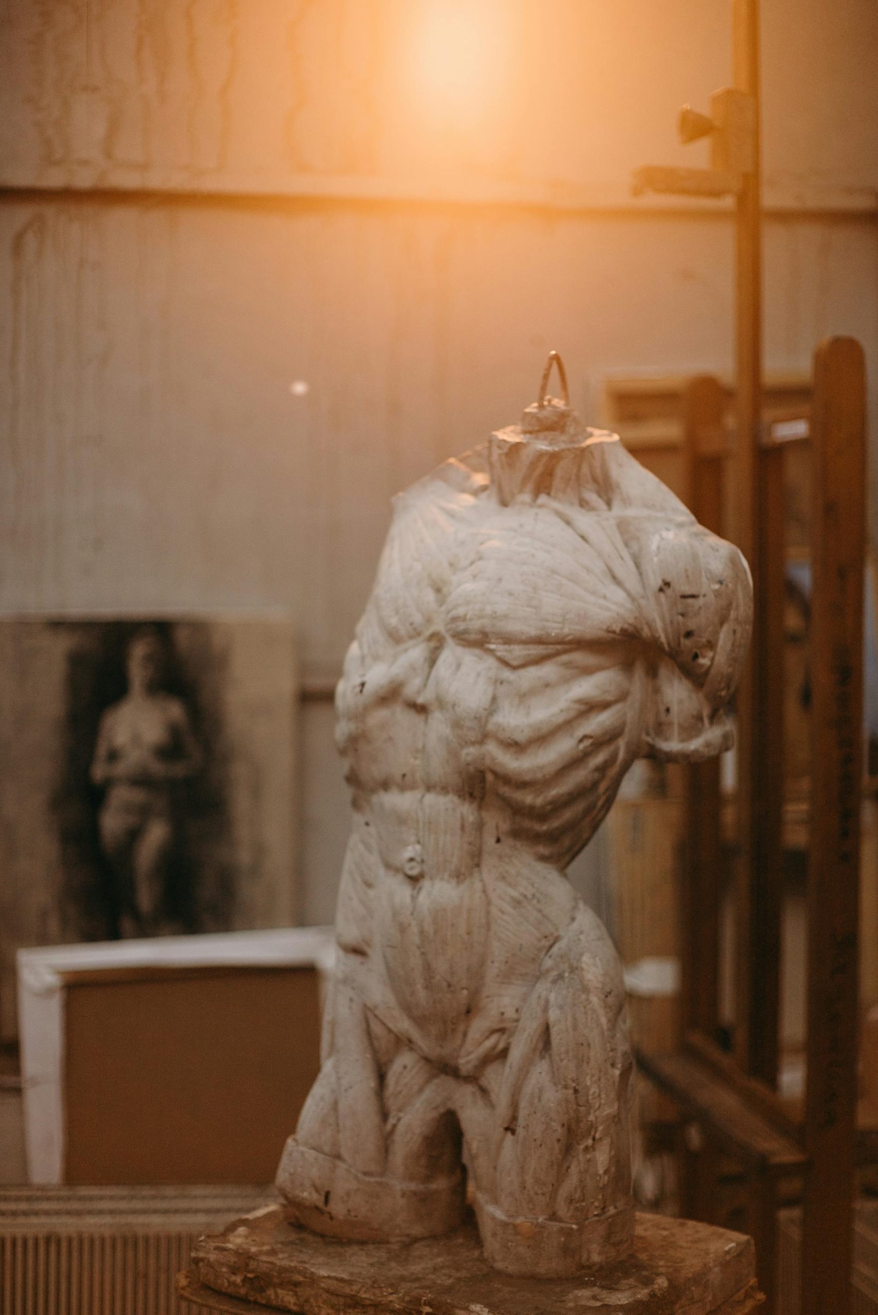 Figure of body musculature